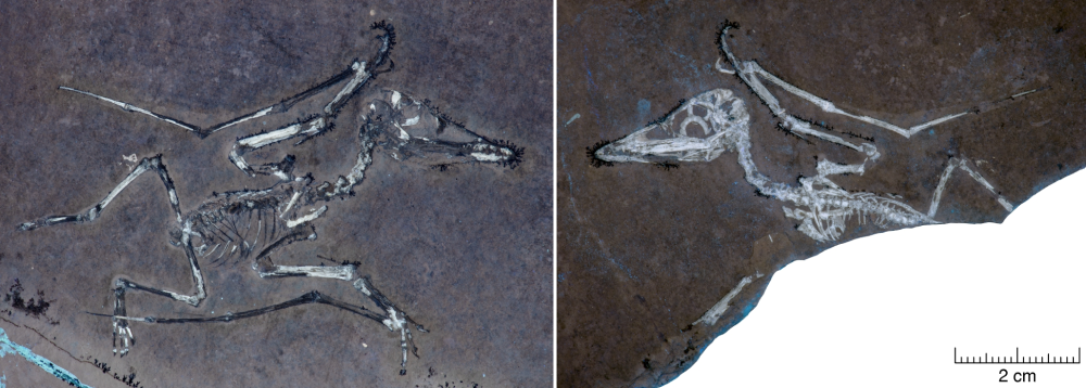 pterosaur hatchling fossils